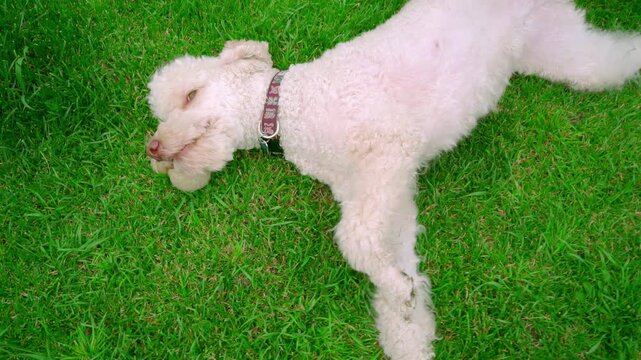 Poodle resting green lawn. Sleepy white dog lying grass, handheld face closeup.