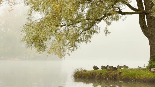 Ducks rest quietly under hanging tree branches along a foggy lake bank. This gentle scene evokes a peaceful and cozy mood. Welcome to Catherine Park, Pushkin, Saint Petersburg.