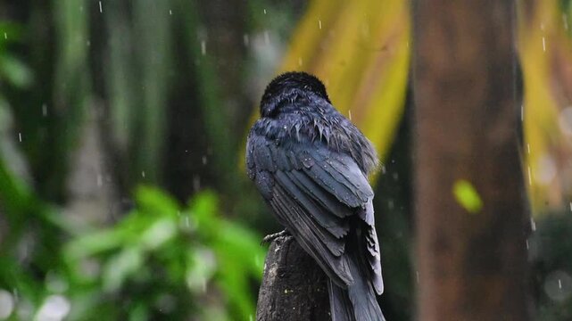 Black Drongo Bird Perched on Branch in the Rain Close Up, Indian Wildlife View in South India.