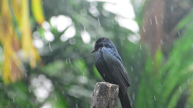 Black Drongo Bird Sitting in Monsoon Rain in Indian Forest