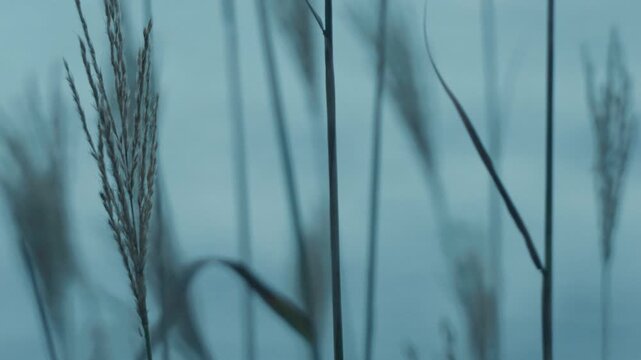 Close-up of silver grass plumes against a blurred blue-toned background of waves gently washing ashore