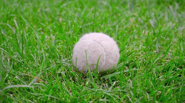 Closeup old tennis ball lying green grass. Worn dog toy lawn handheld camera.