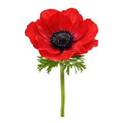 Fototapeta premium Vibrant red anemone flower with a dark center and green stem stands elegantly against a clean white background