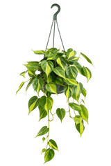 Vibrant green and yellow variegated heartleaf philodendron plant in a hanging basket, showcasing its lush foliage on a clean white background © no one
