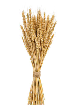 Beautiful golden bundle of dried wheat ears tied with natural twine on a clean white background