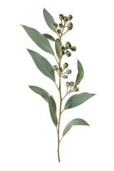 Fresh eucalyptus branch with green leaves and small seed pods is elegantly displayed on a clean white background © no one