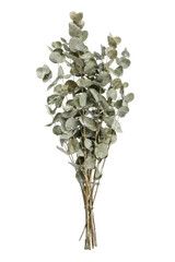 Beautiful bunch of dried eucalyptus leaves with a natural muted green color, tied together on a clean white background © no one