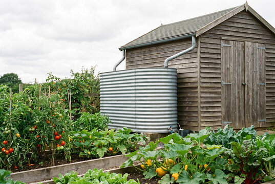 Rainwater harvesting tank connected to a garden shed beside an established vegetable garden