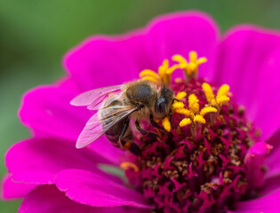 Honey bee Apis mellifera collecting nectar on pink zinnia flower © MyVision 