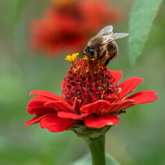 Honey bee Apis mellifera collecting nectar on red zinnia flower square format © MyVision 