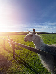 Fototapeta premium White alpaca stands in vibrant green pasture under clear blue sky. Animal looks directly at camera with calm, curious expression. Wooden fence edge visible in foreground. Ideal for agriculture,