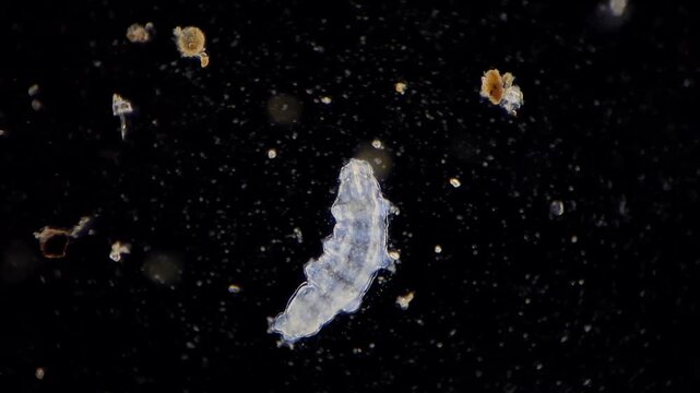 Tardigrade Under Microscope Close-Up View of Water Bear Moving in Dark Field Microscopic Sample
