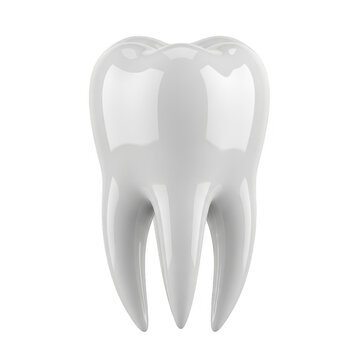 Realistic depiction of a human molar tooth with roots