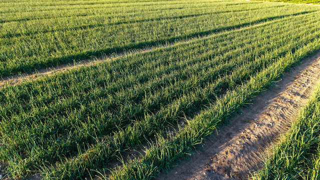 Aerial view of neat rows of union crops for harvesting seed. cultivated in a rural field in Hoeko, Western Cape, South Africa.