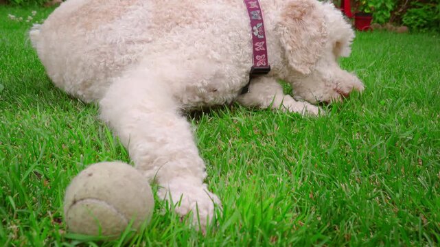 Poodle sniffing grass backyard tennis ball. Closeup handheld low angle pet dog.