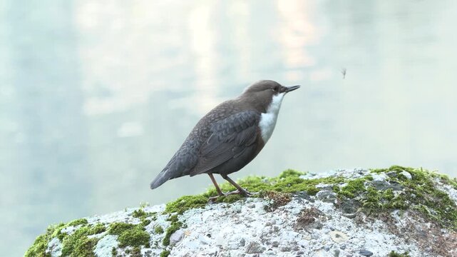 Dipper (Cinclus cinclus) in its natural mountain stream habitat in the Italian Alps