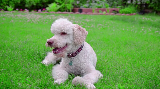 Dog lying green grass looking around. Calm poodle panting resting summer lawn.