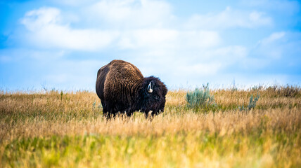 American bison (Bison bison) grazing in golden prairie grass with horn visible and dramatic cloudy sky, Theodore Roosevelt National Park, North Dakota. © scandamerican