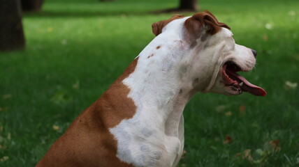 Happy American Pitbull Terrier dog smiling with tongue out in a park © Nastya