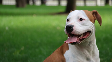 Happy American Pitbull Terrier dog smiling with tongue out in a park © Nastya