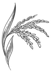 Fototapeta premium Rice crop engraving. Natural organic farm plant