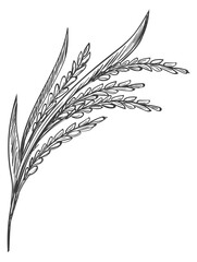 Fototapeta premium Rice plant hand drawn icon. Farm crop