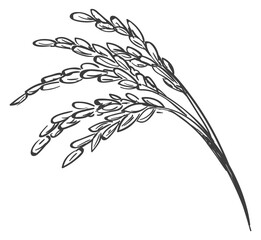 Fototapeta premium Raw rice branch drawing. Vintage crop engraving