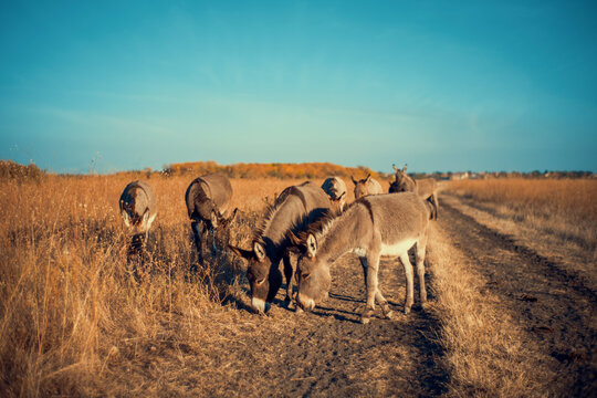 Group of donkeys grazing and standing in a dry, golden field under a clear blue sky. A warm, natural scene for rural, farm and animal photography projects