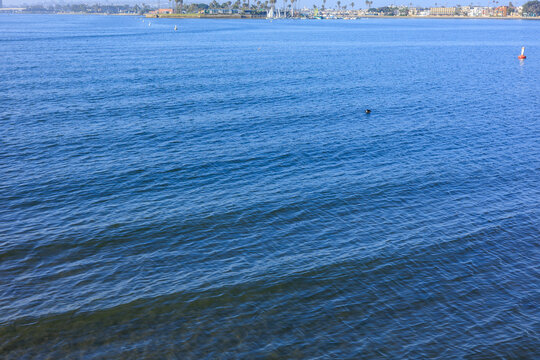 A scenic wide shot of ripples on the blue water surface at Mission Bay in San Diego with a distant shoreline.