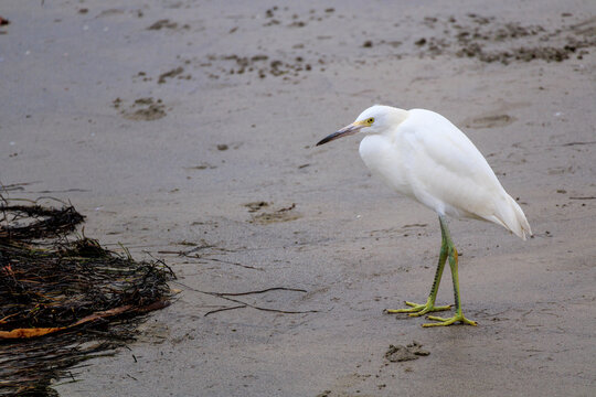 Graceful snowy egret standing perfectly still on a dark damp sandy shoreline near a heap of dark ocean seaweed