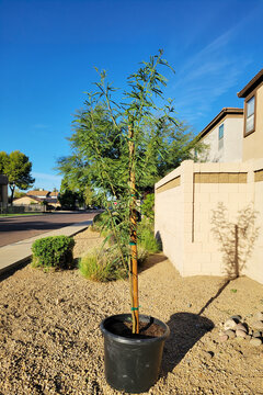 Chilean mesquite tree Prosopis chilensis in a pot sits on gravel at desert style xeriscaped roadside before planting in a Phoenix, AZ