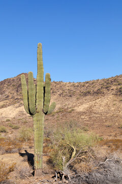 Saguaro cactus, or Carnegiea gigantea, stands with its iconic arms reaching high within North Mountain Park, Phoenix, Arizona, early summer morning; copy space
