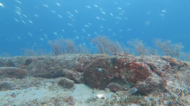underwater view of coral reef with sea life 
