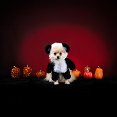 Cute Pomeranian dog wearing a panda bear costume with small pumpkins on a red background © Katia