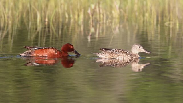 Cinnamon teal (Spatula cyanoptera) pair swimming past marsh grass as the drake dips its bill to drink, McCoy Flat Reservoir, Lassen County, California &mdash; slow motion.