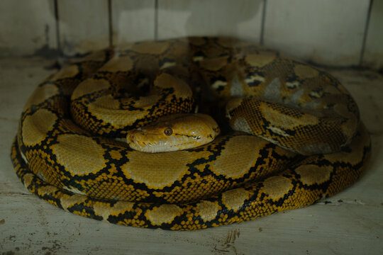 Majestic reticulated python coiled tightly, showcasing its intricate golden and black batik pattern in detailed close-up