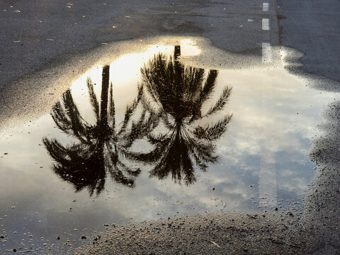 Reflection of palm trees and cloudy sky in puddle on asphalt street
