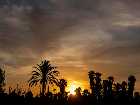 Vibrant orange sunset behind dark silhouettes of tropical palm trees and foliage