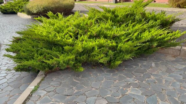 Green juniper bush grows next to a grey flagstone walkway in a public park under sunlight outdoors. Colorful autumn landscaping design, perennial evergreen garden plant backdrop.