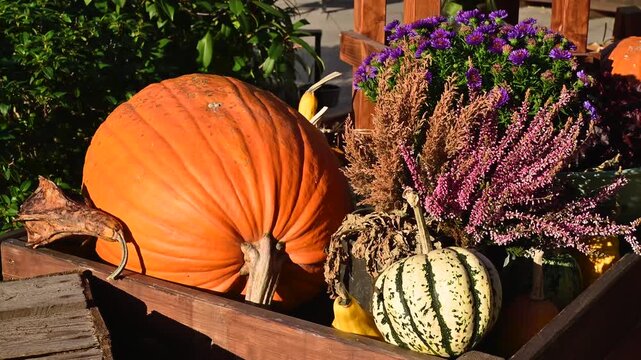 Orange pumpkin with decorative squash and blooming purple heather in a wooden box in sunlight. Festive autumn arrangement for seasonal celebrations and Thanksgiving content. 4K slow motion footage