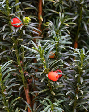 Close up of a yew bush with red berries. Background to many gardens as a tree, bush or hedge.