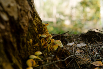 Fototapeta premium Close-up of a cluster of small yellow wild mushrooms growing at the base of a tree trunk among dry pine needles in an autumn forest