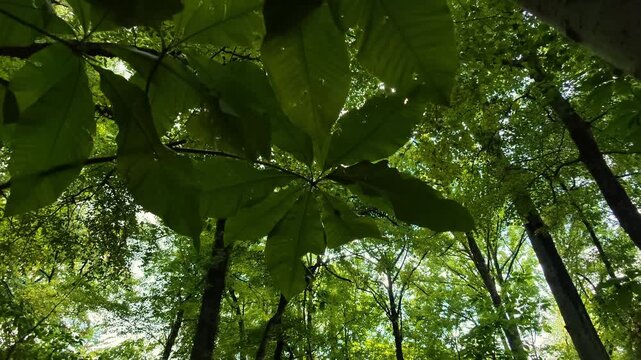 Tripetalous magnolia (Magnolia tripetala) or bigleaf magnolia (Magnolia macrophylla).