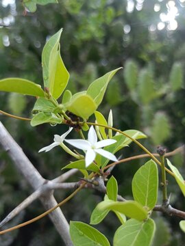 Carissa plant with green foliage from the wild karonda or conkerberry genus