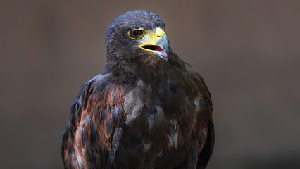 Side profile portrait of a Harris's hawk with open mouth. Premium bird of prey photography for wildlife concepts. © josemaria