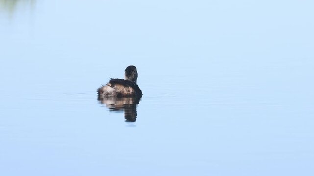 Pied-billed grebe (Podilymbus podiceps) preening on calm water with a clean mirror reflection, McCoy Flat Reservoir, Lassen County, California &mdash; slow motion. 