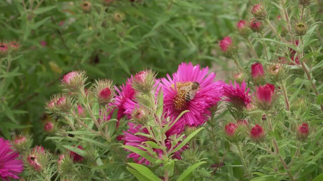 A honey bee collects nectar on a bright magenta New England aster flower before flying away. Soft daylight accentuates the vibrant yellow bloom center and surrounding green buds.