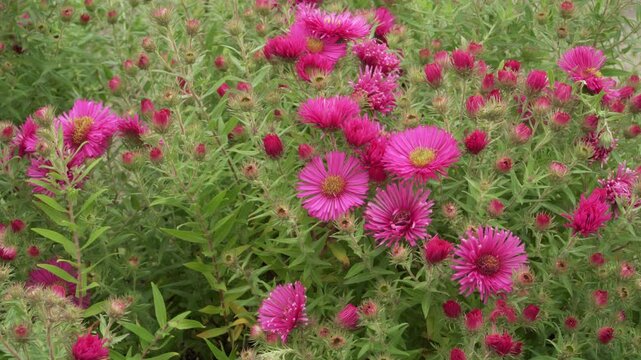Vibrant magenta petals of New England aster bloom alongside dense buds and green leaves. Diffused daylight highlights yellow central discs across the static close-up view.