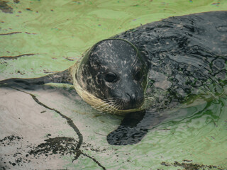 Spotted harbor seal resting by the poolside inside a zoo enclosure. Cute marine mammal with wet glossy skin and dark eyes looking away while swimming in an artificial pond aviary. © Maryna Bykova