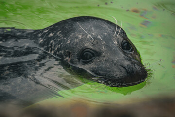 Close up portrait of a cute harbor seal swimming in vibrant green water. Moody shot of a spotted earless seal with large dark wet eyes and white whiskers looking directly at the camera. © Maryna Bykova